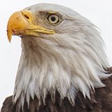 13SB1293 Bald Eagle Portrait